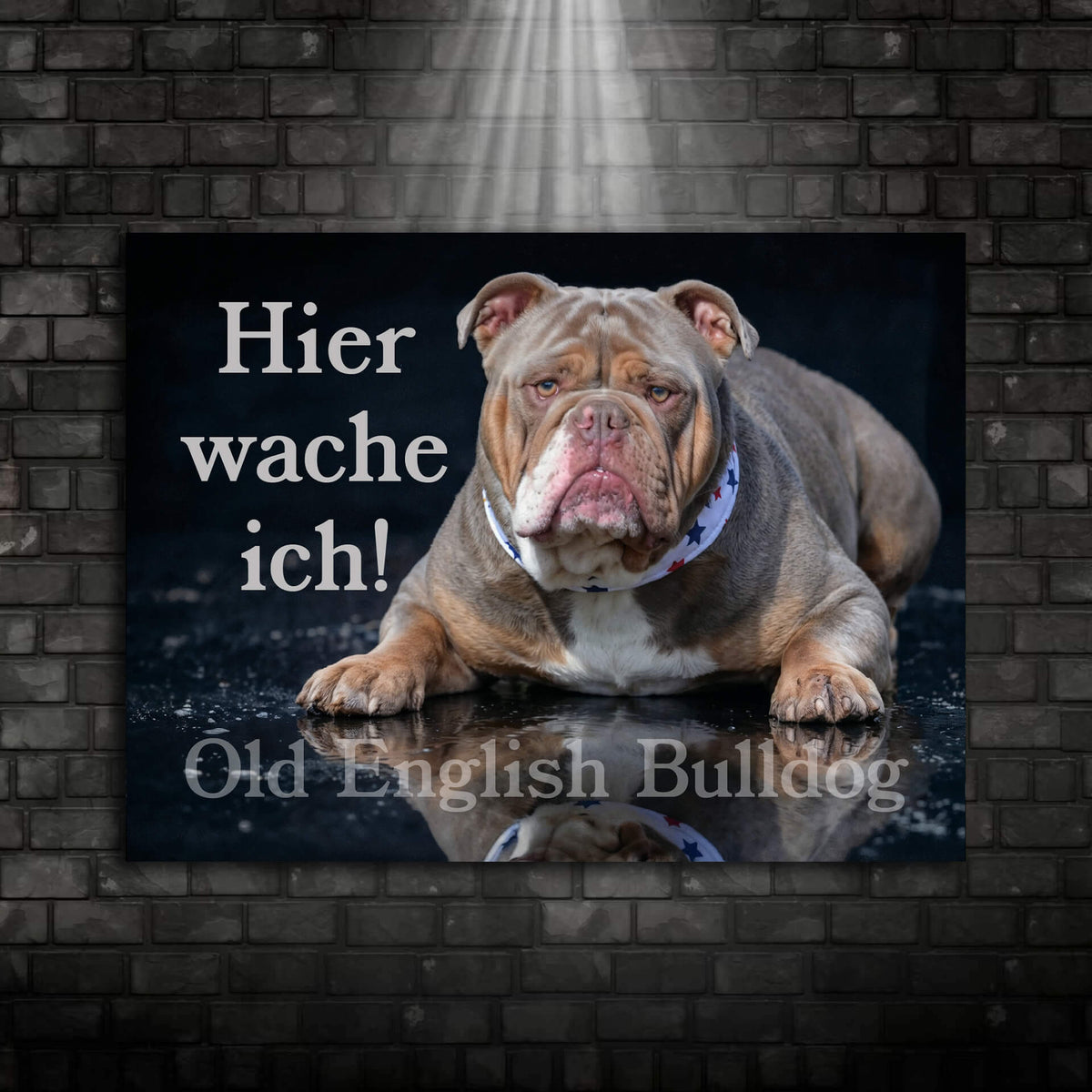 Old English Bulldog Hier wache ich Warnschild Ansicht 009